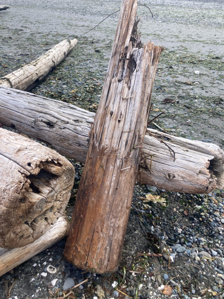 a group of logs (MyCoast AI)