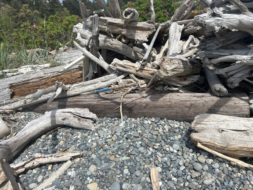 a pile of cut logs (MyCoast AI)