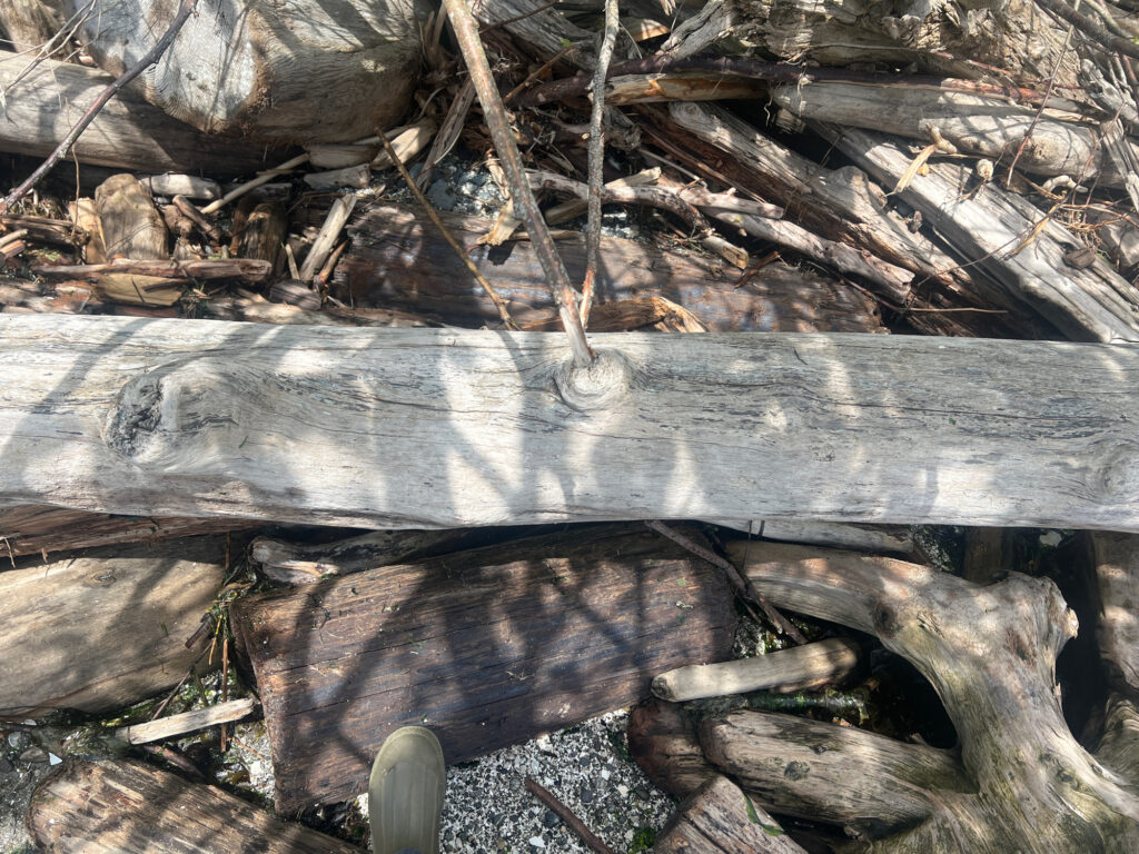 a wooden bench in the woods (MyCoast AI)