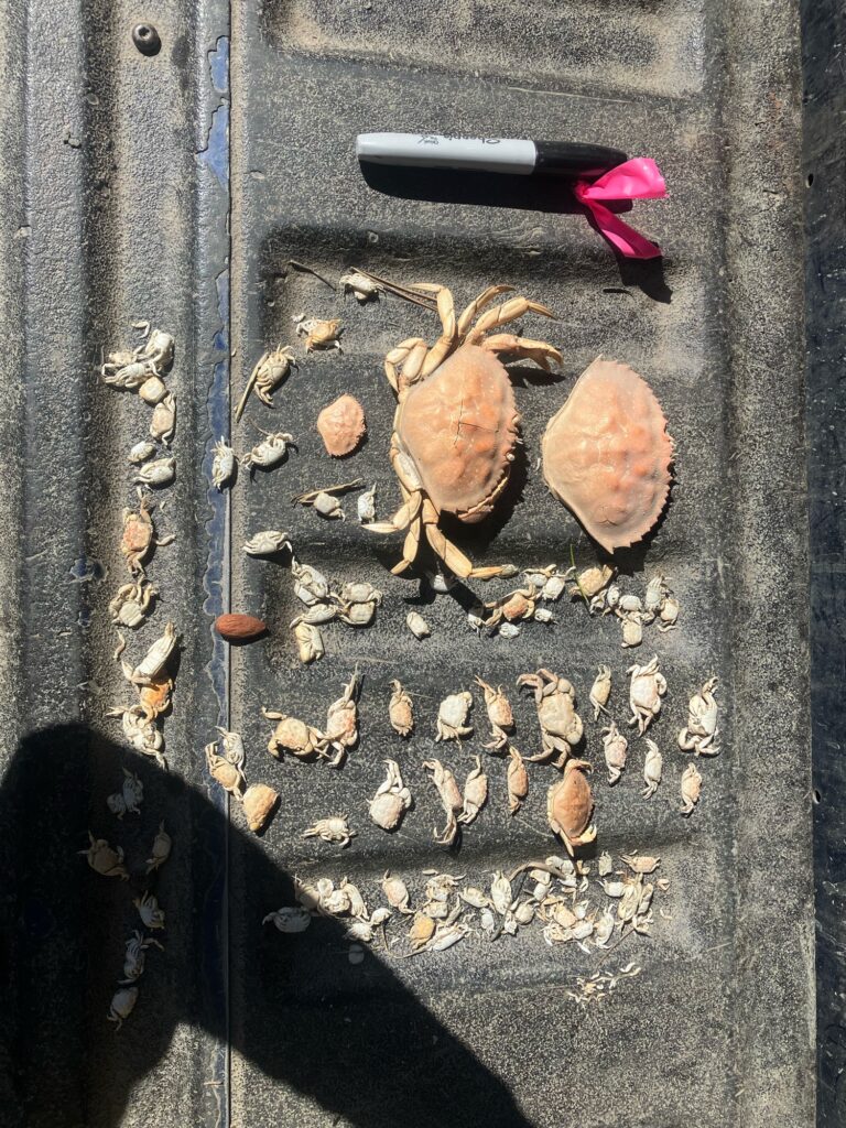 a group of bugs on a surface (MyCoast AI)