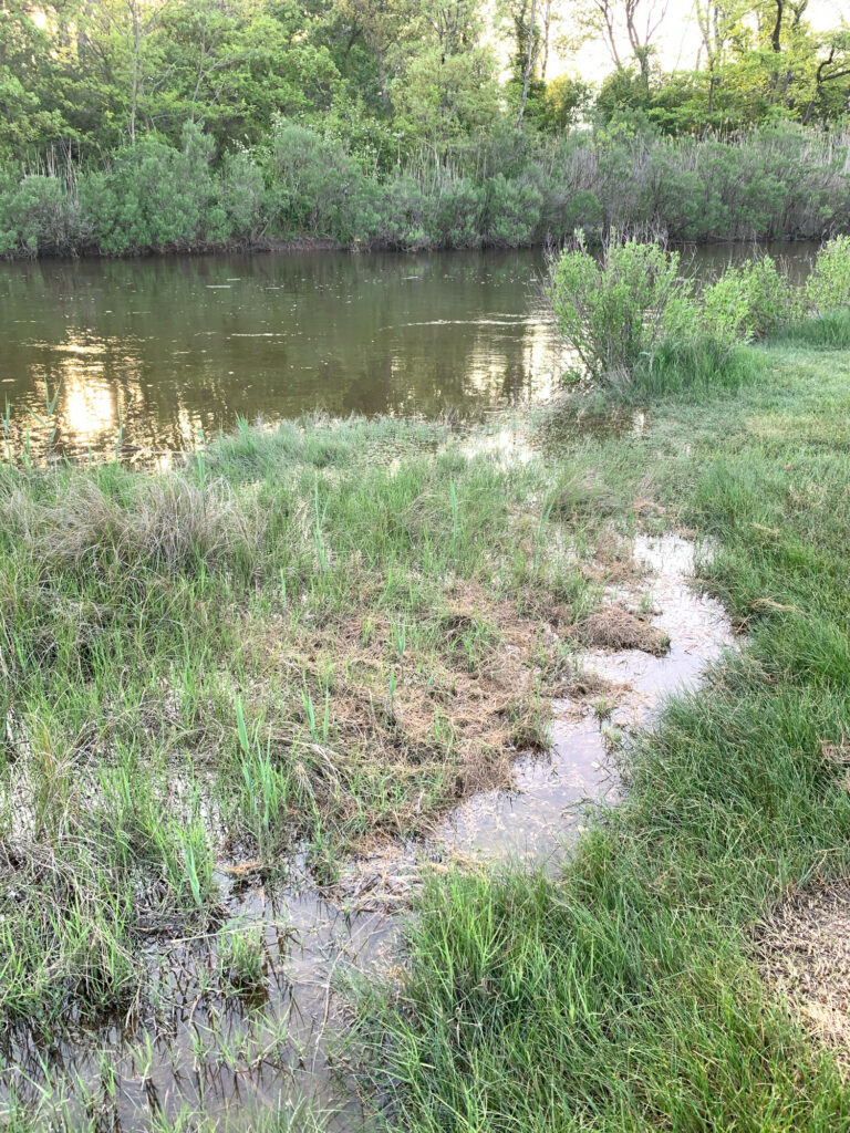 a small pond surrounded by grass and trees (MyCoast AI)