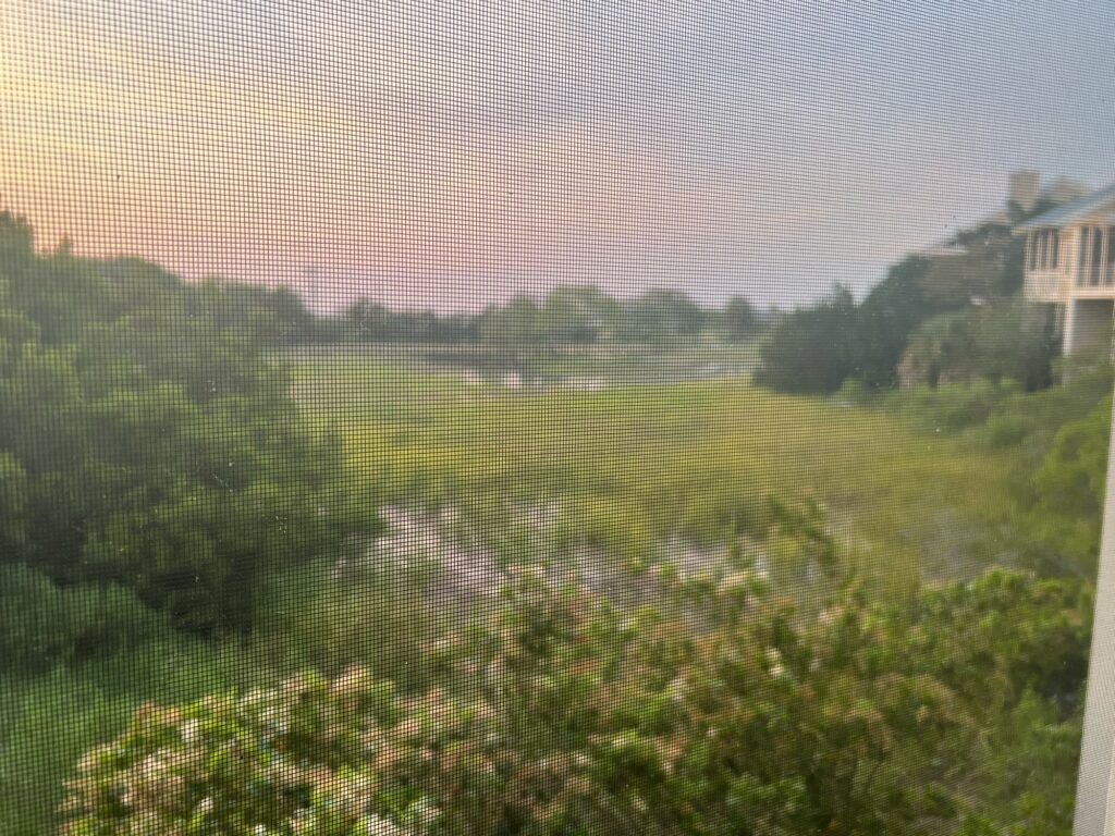 a field of green plants (MyCoast AI)