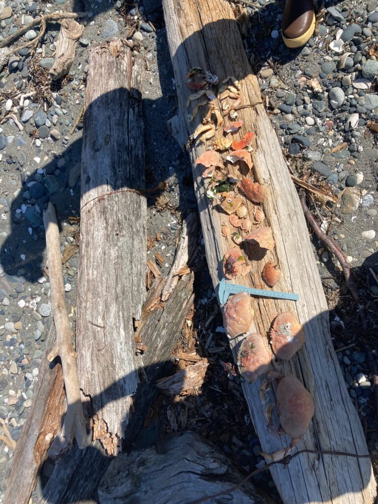 a group of logs (MyCoast AI)