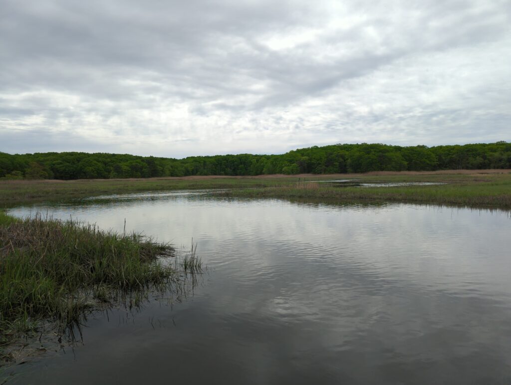 a body of water with trees in the background (MyCoast AI)