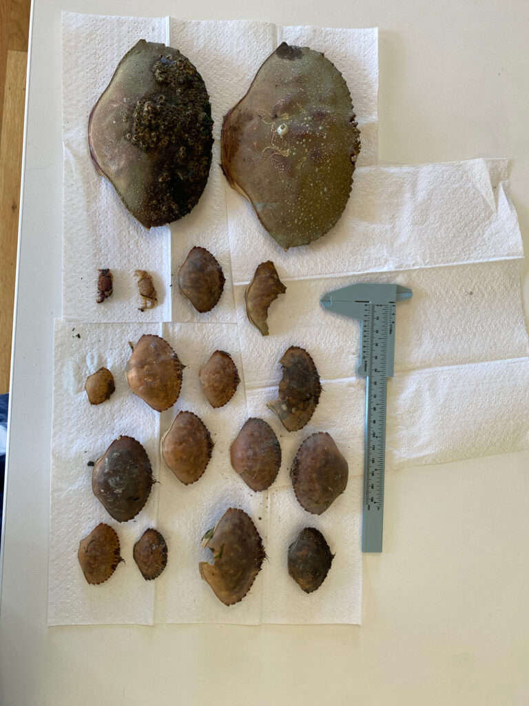 a group of brown objects on a white surface (MyCoast AI)