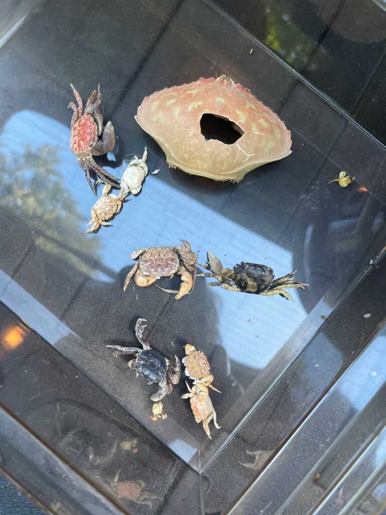 a group of bees on a table (MyCoast AI)