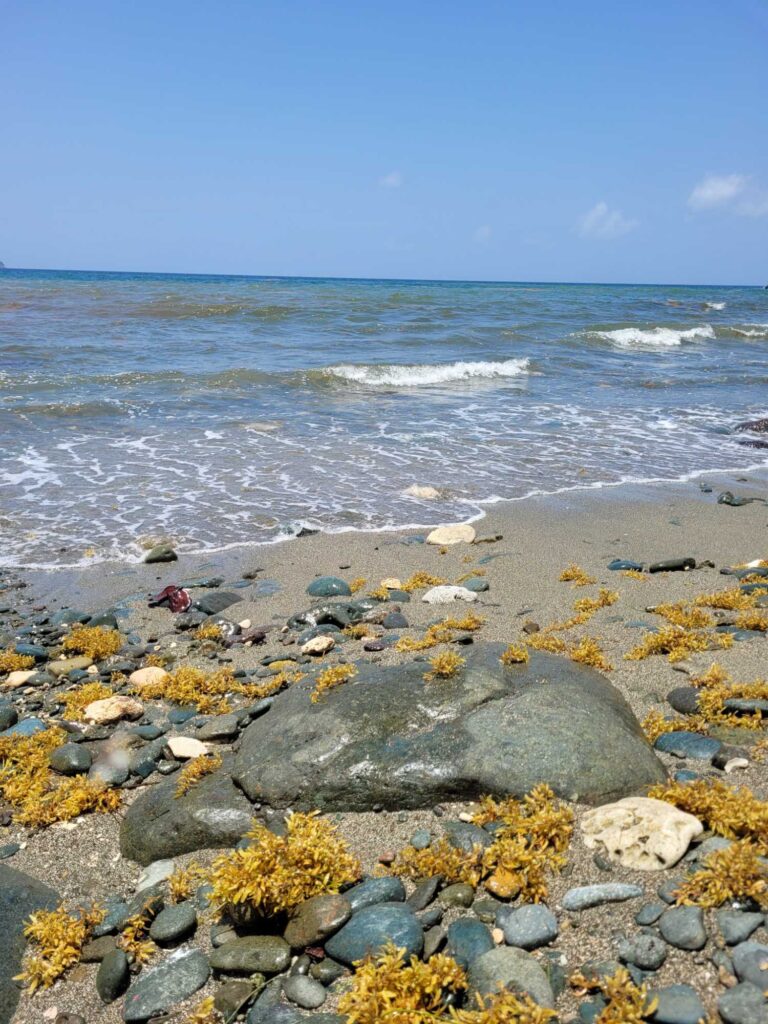 a rocky beach with waves crashing (MyCoast AI)