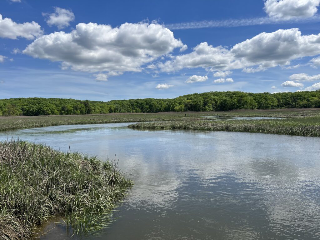 a body of water with plants and trees in the background (MyCoast AI)