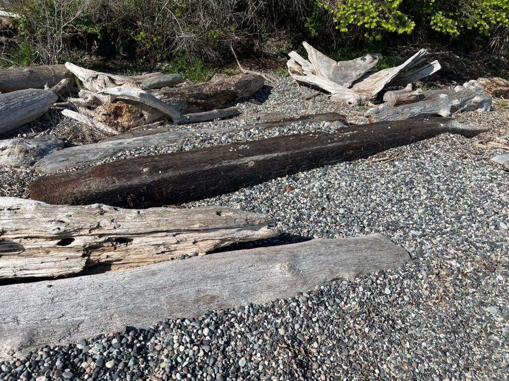 a group of logs on a rocky ground (MyCoast AI)