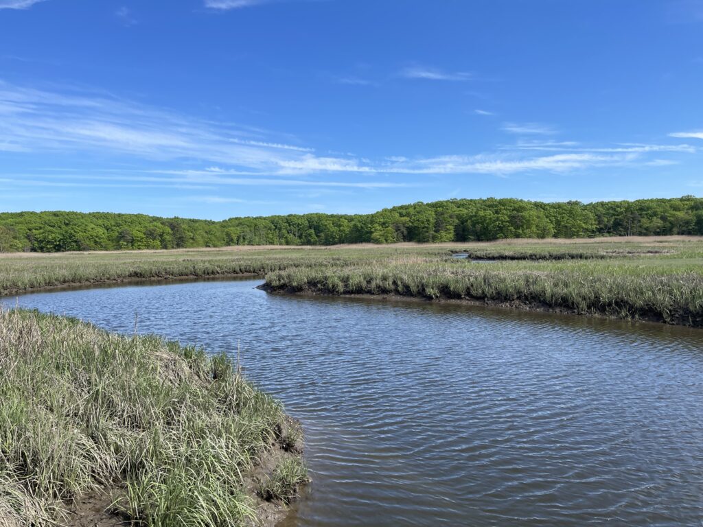 a river with grass and trees (MyCoast AI)