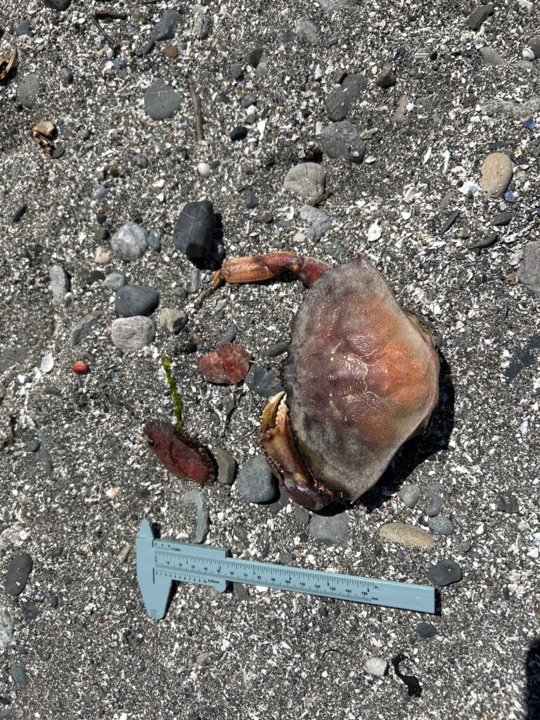 a crab on the ground (MyCoast AI)