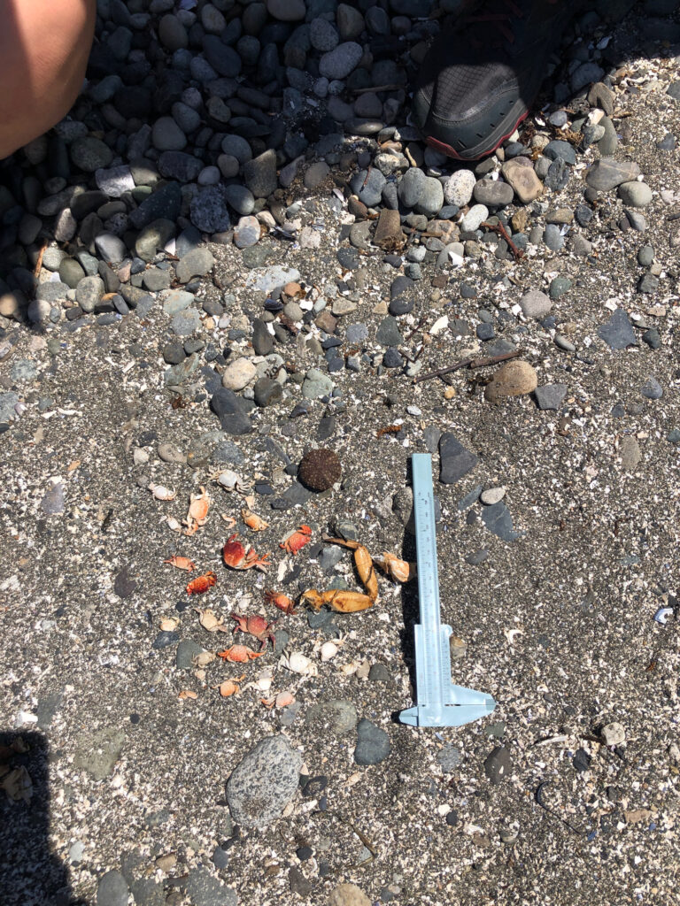 a blue plastic object on a rocky surface (MyCoast AI)