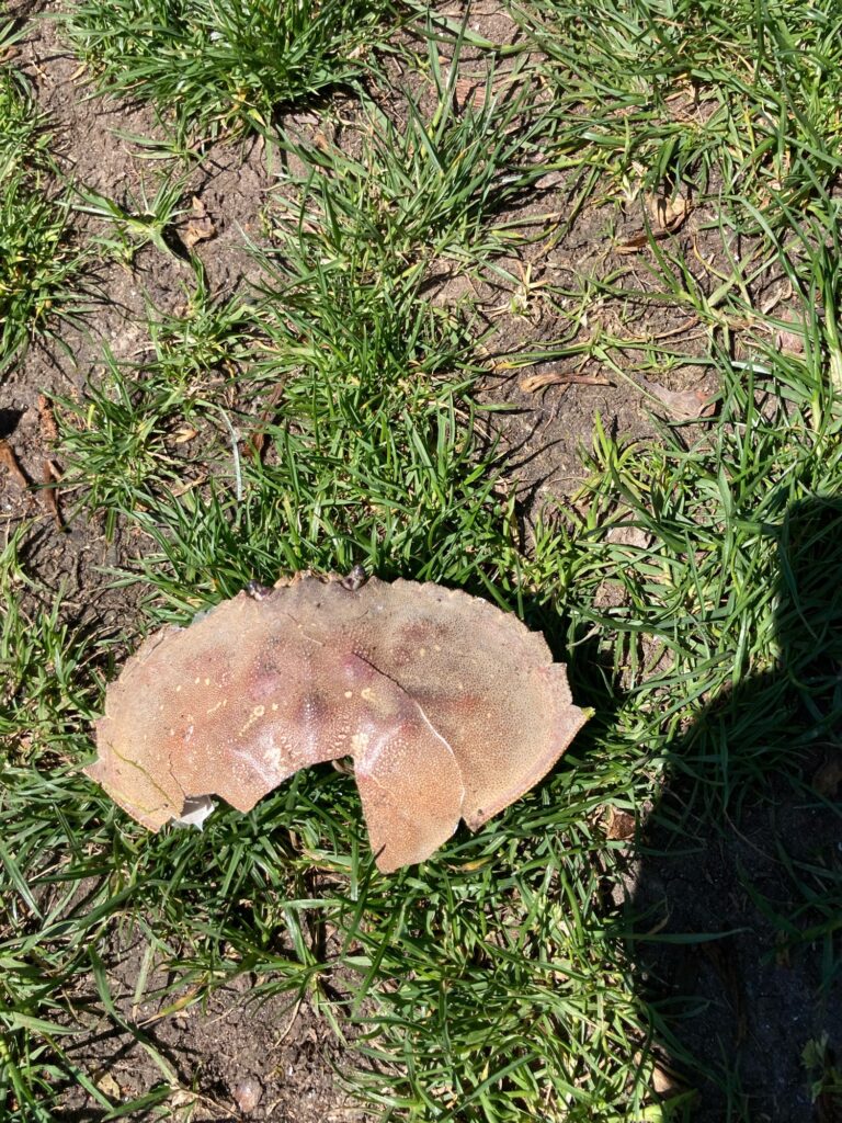 a mushroom growing in the grass (MyCoast AI)