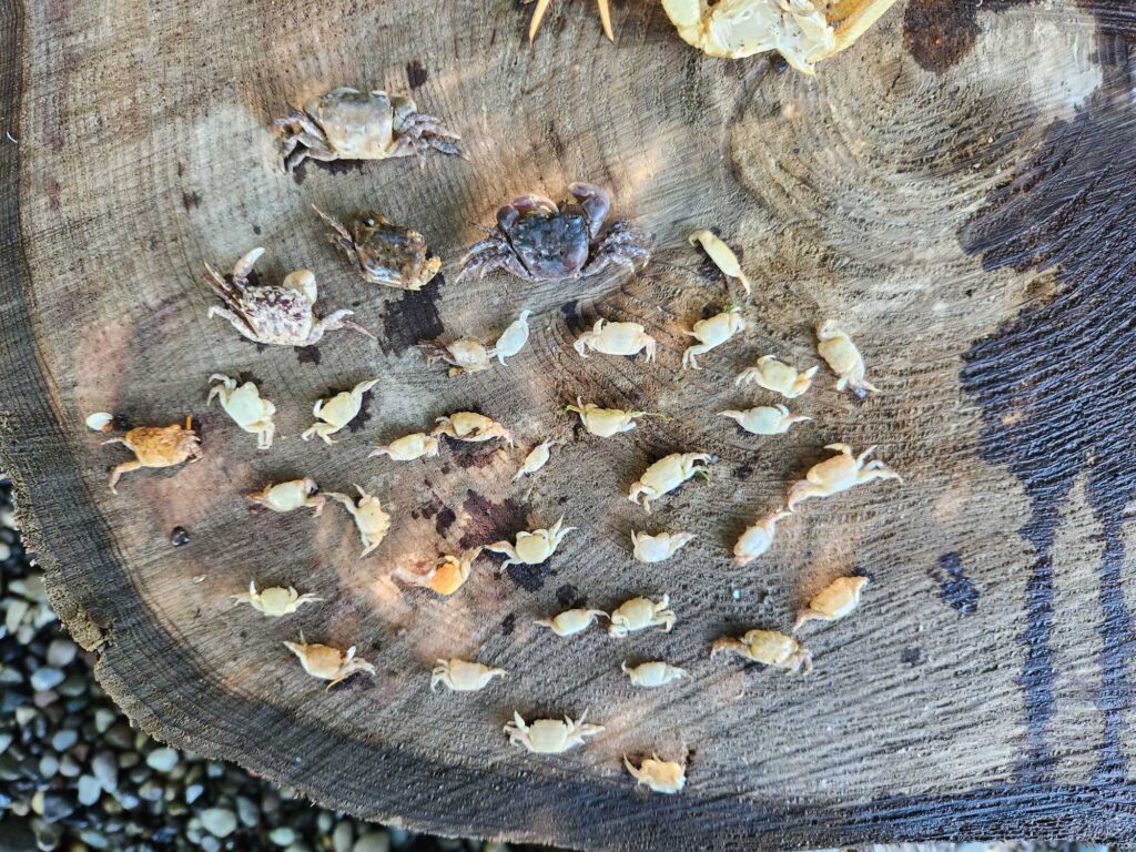 a bee on a tree stump (MyCoast AI)