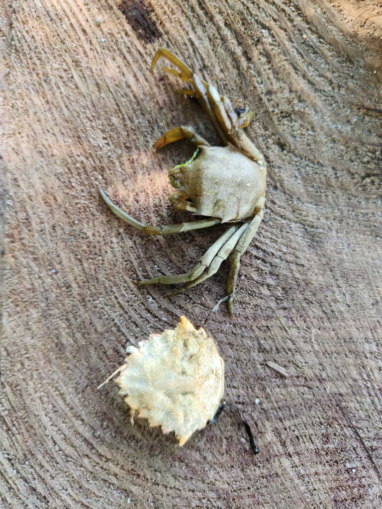 a bug on a piece of food (MyCoast AI)