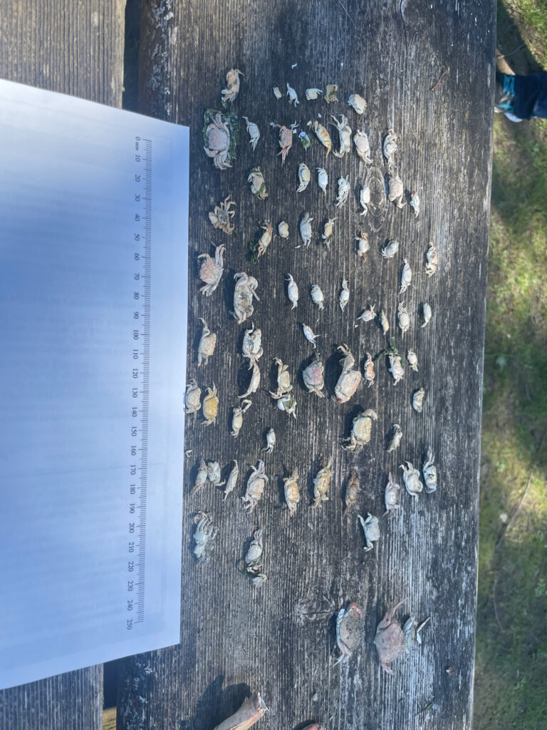 a group of fish on a tree (MyCoast AI)