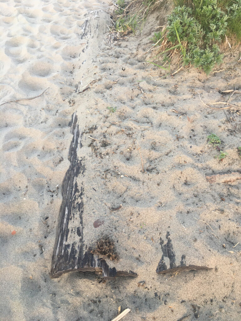 a close-up of some mud (MyCoast AI)