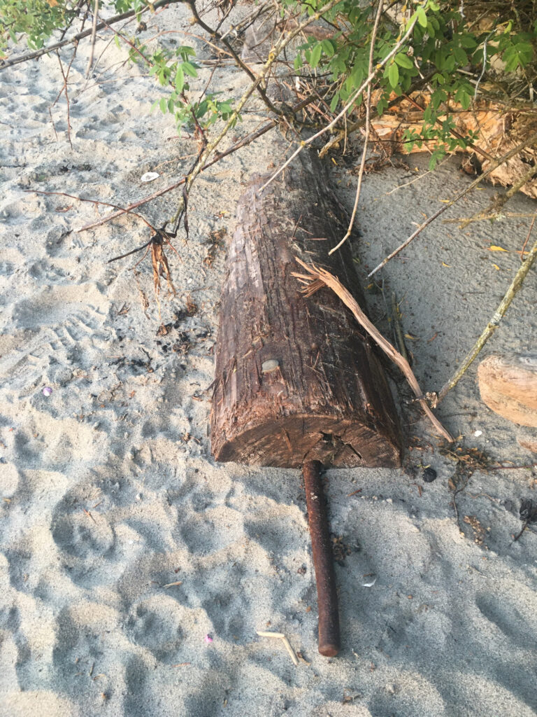 a tree stump in the snow (MyCoast AI)