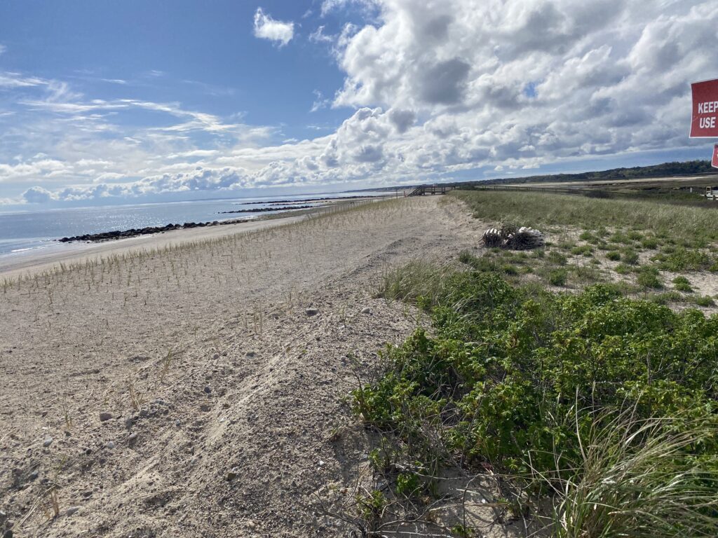 a sandy beach with bushes and grass (MyCoast AI)