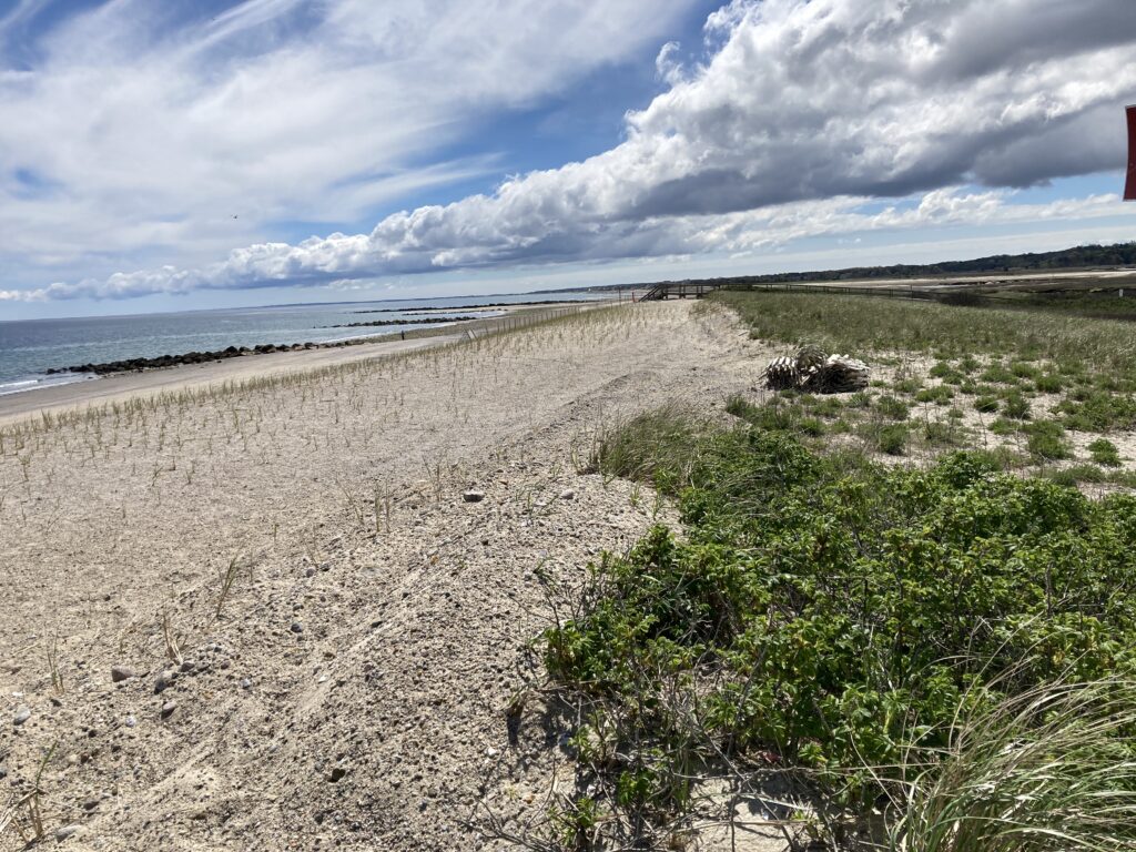 a sandy beach with bushes and trees (MyCoast AI)
