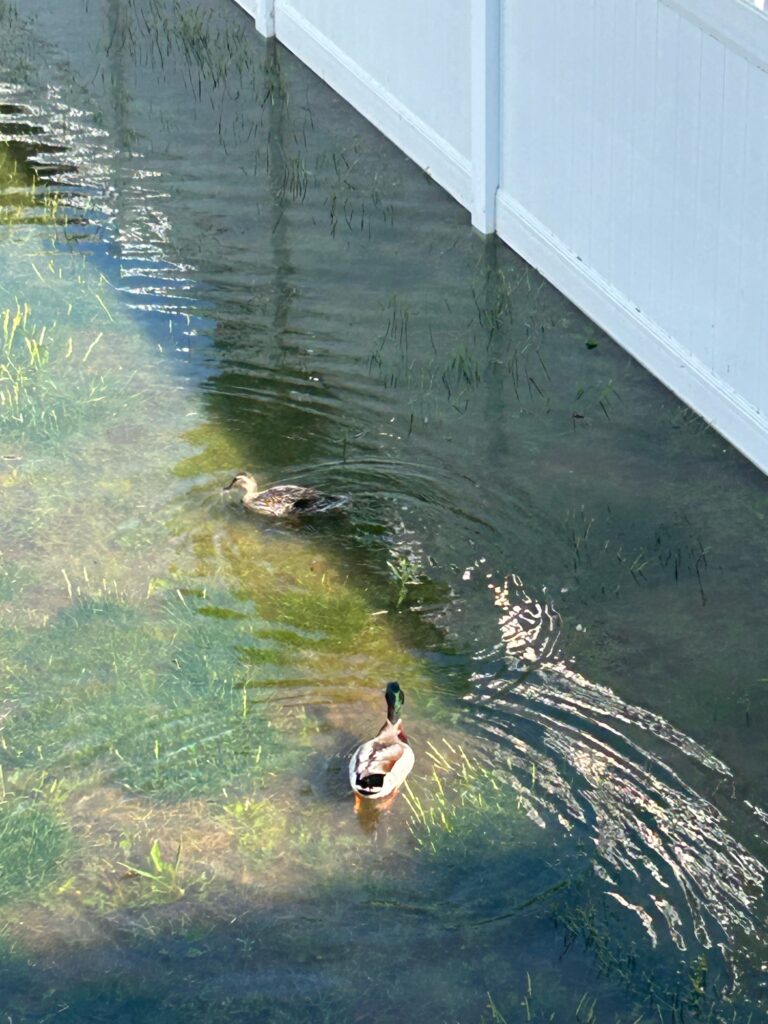 ducks swimming in a pond (MyCoast AI)