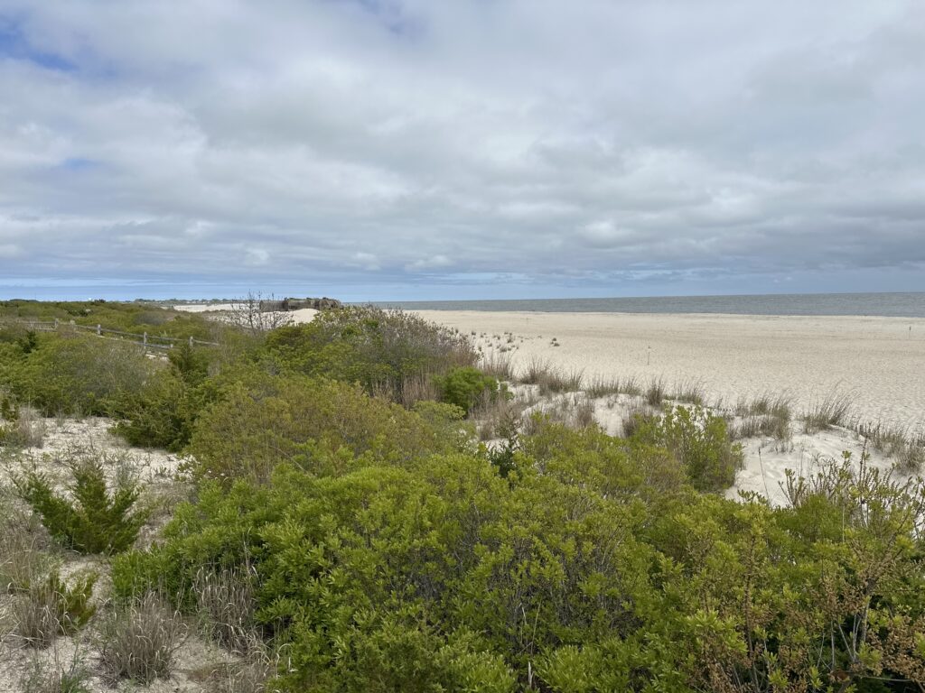 a landscape with trees and bushes (MyCoast AI)