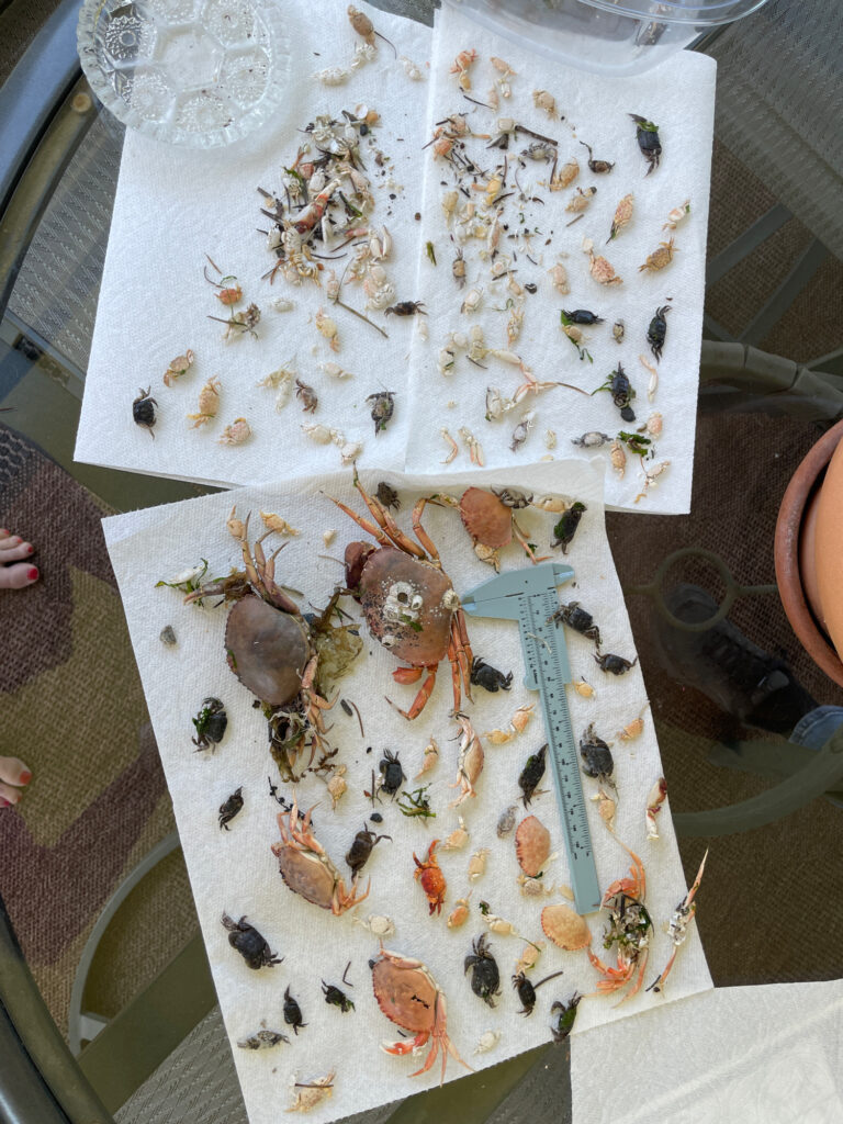 a group of food on a table (MyCoast AI)