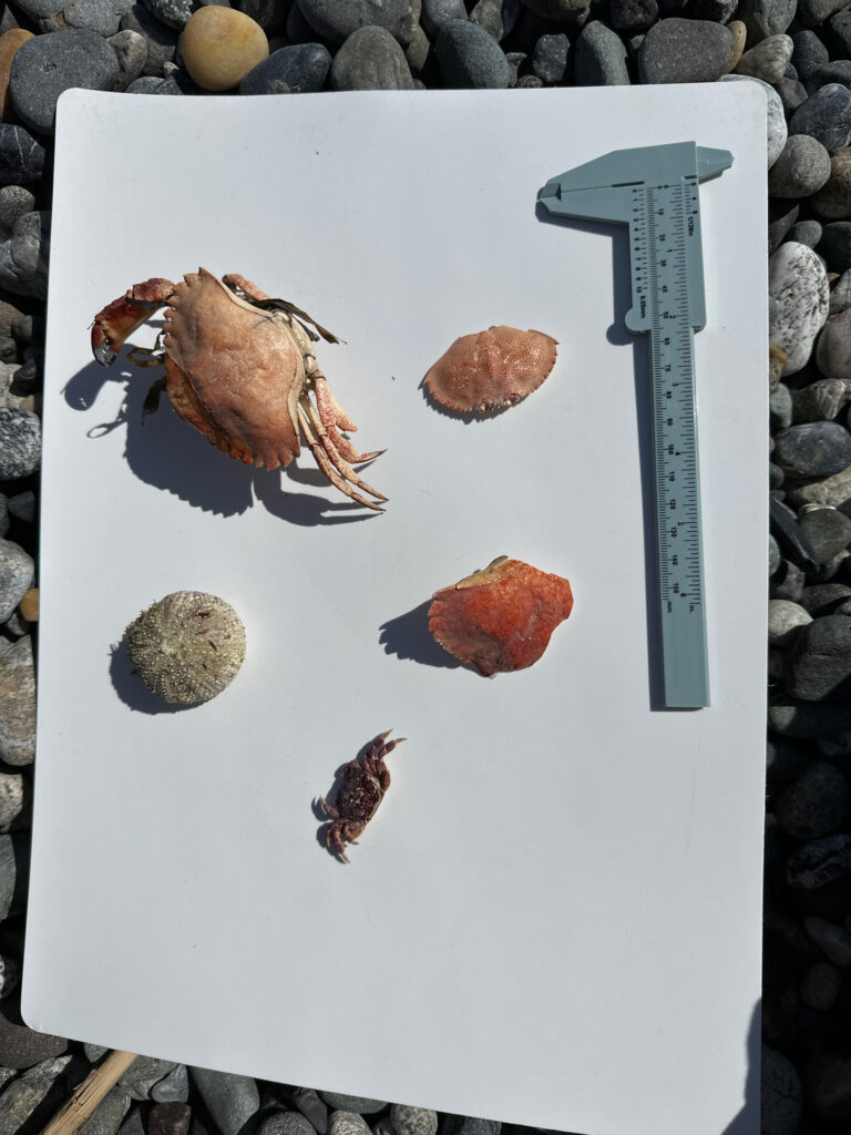 a book with a picture of a crab and rocks (MyCoast AI)