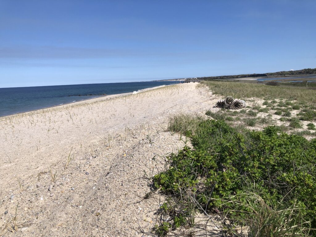 a sandy beach with bushes and trees (MyCoast AI)