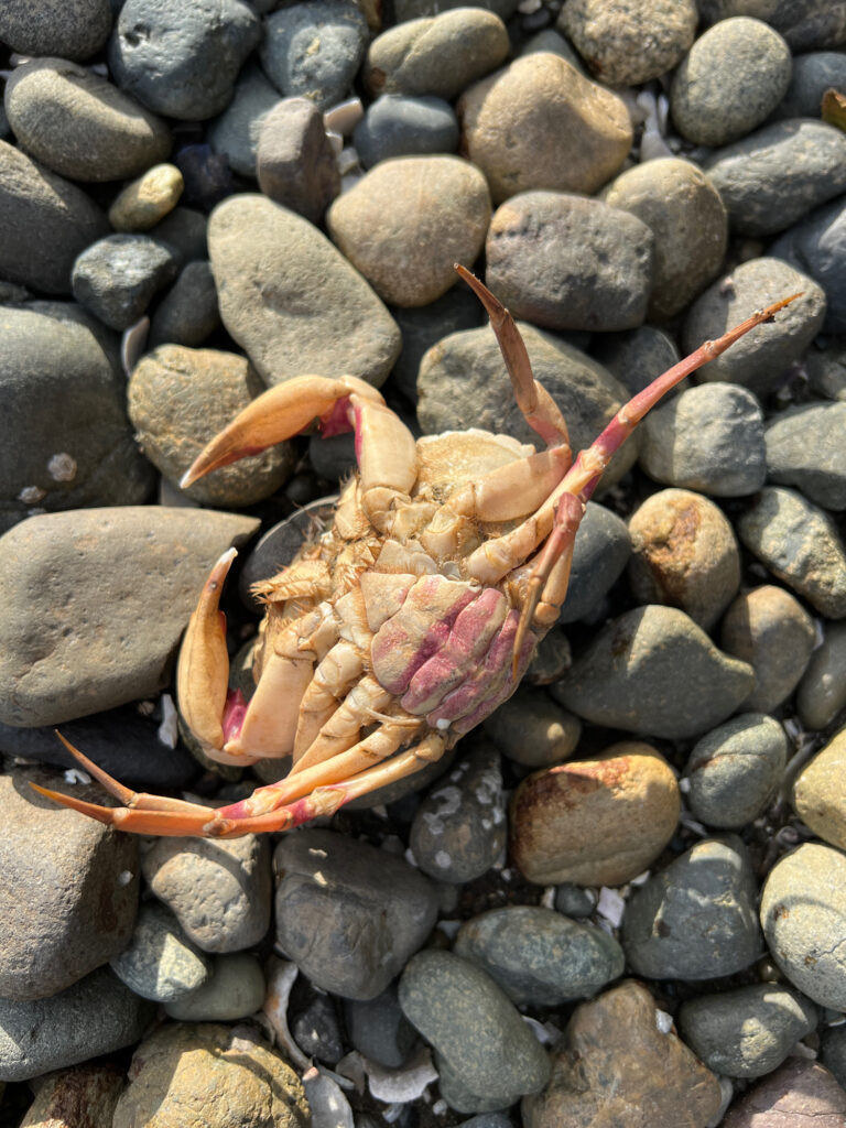 a lobster on rocks (MyCoast AI)