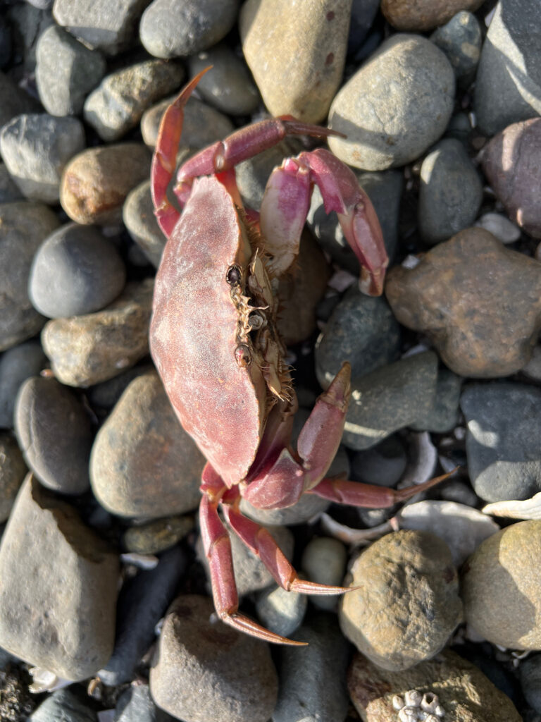 a pile of red and black rocks (MyCoast AI)