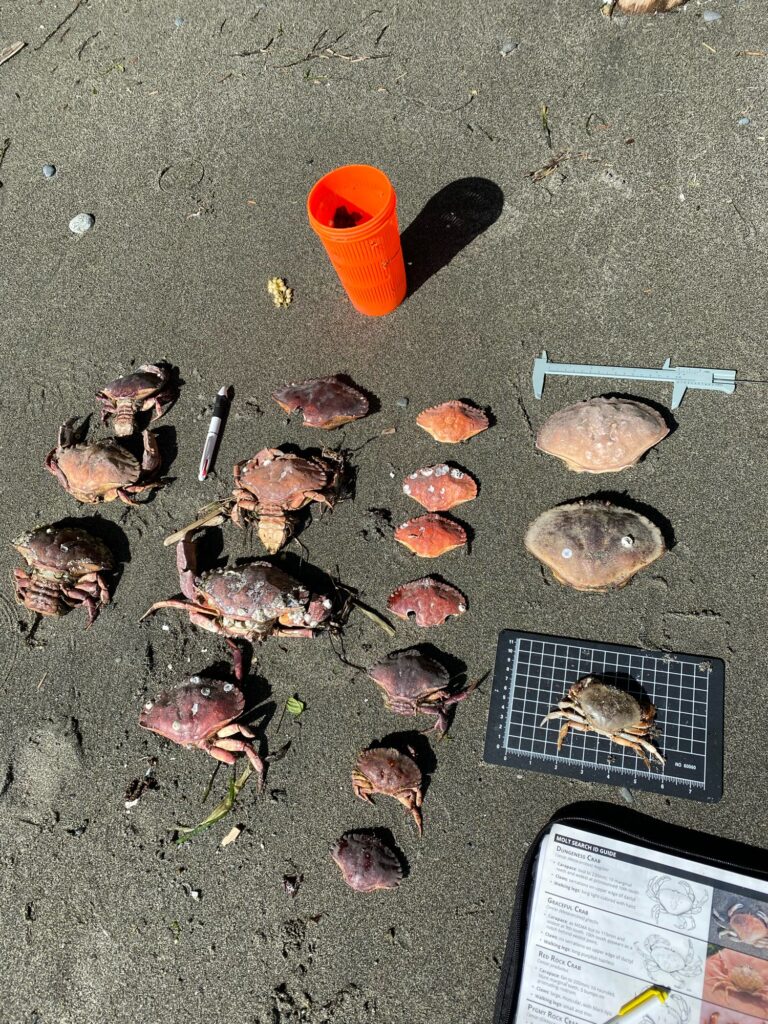 a group of shells and a container (MyCoast AI)