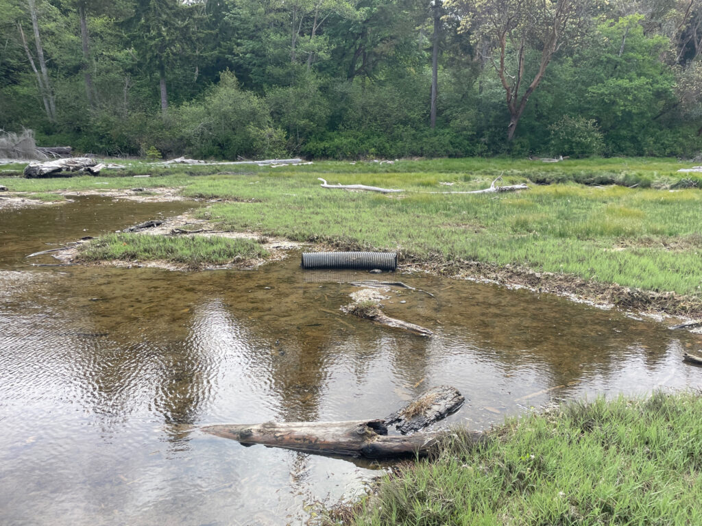 a small pond with a log in it (MyCoast AI)