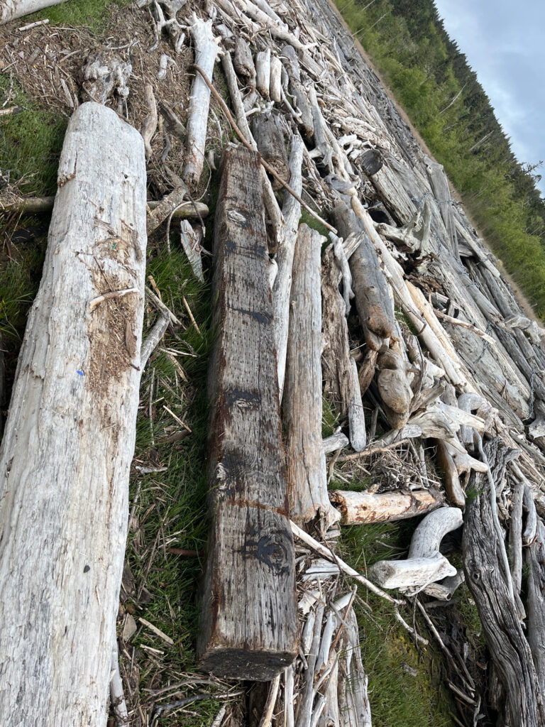 a group of trees with bark (MyCoast AI)