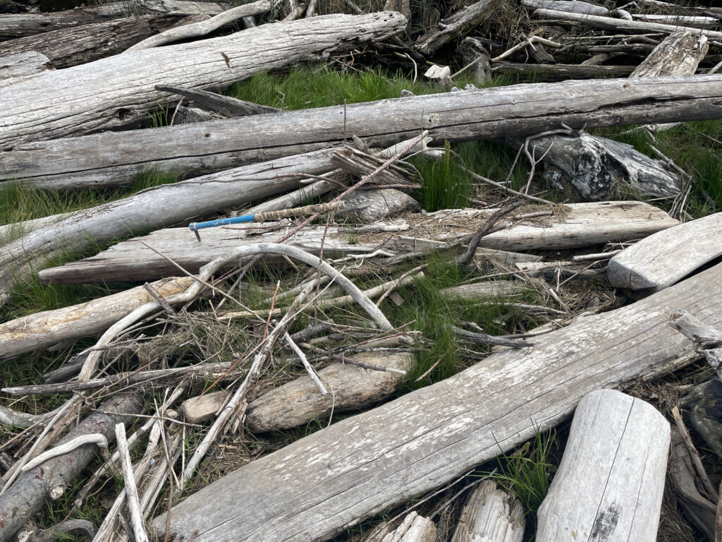 a pile of cut down trees (MyCoast AI)