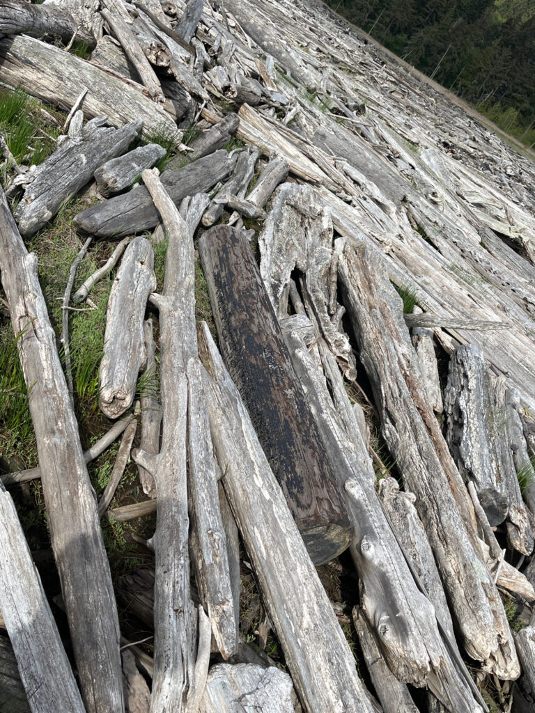a group of logs (MyCoast AI)