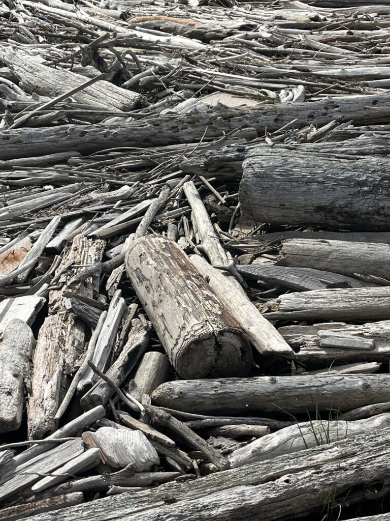a pile of cut logs (MyCoast AI)