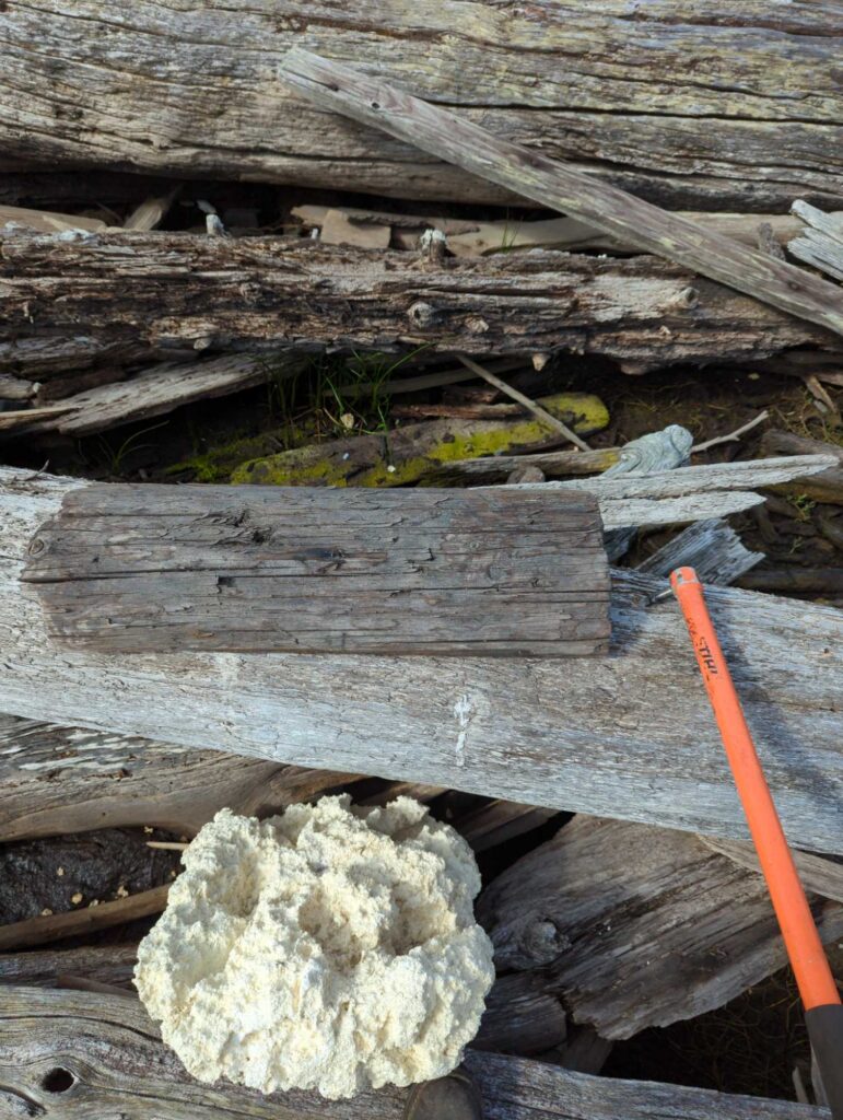 a pile of wood and sticks (MyCoast AI)