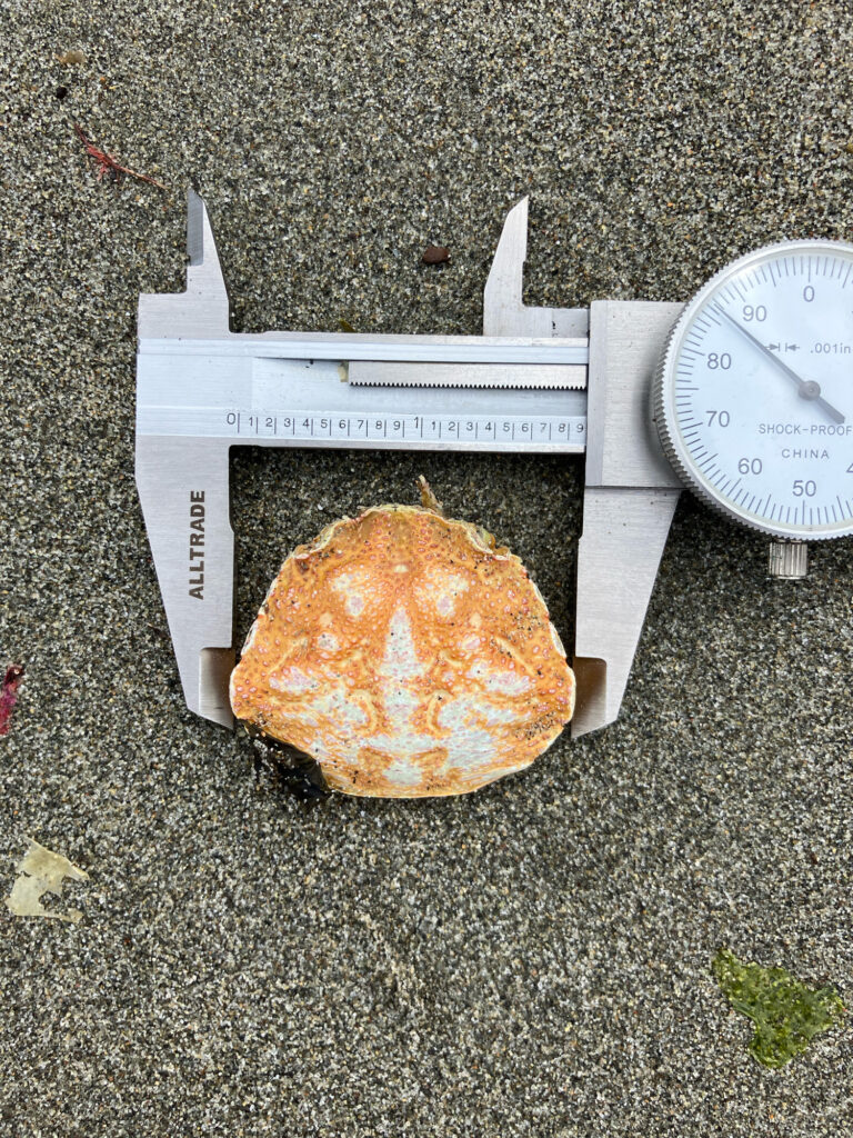 a pumpkin on a paper (MyCoast AI)