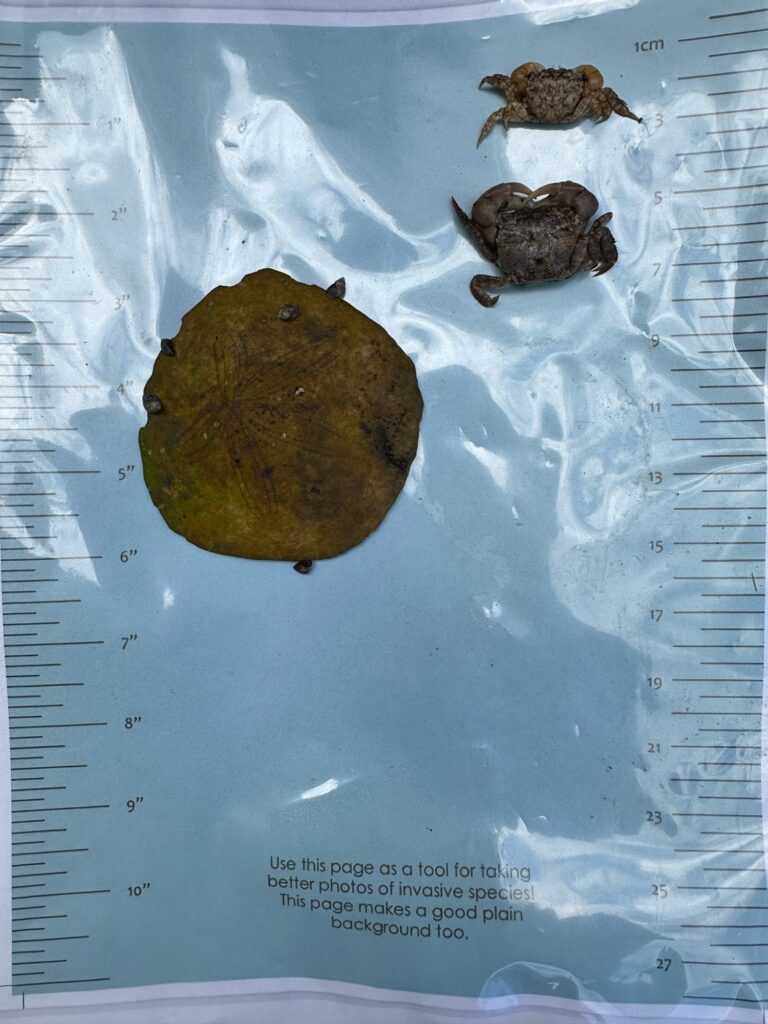 a group of brown objects on a white sheet (MyCoast AI)