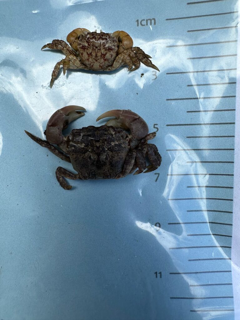 a group of crabs on a table (MyCoast AI)