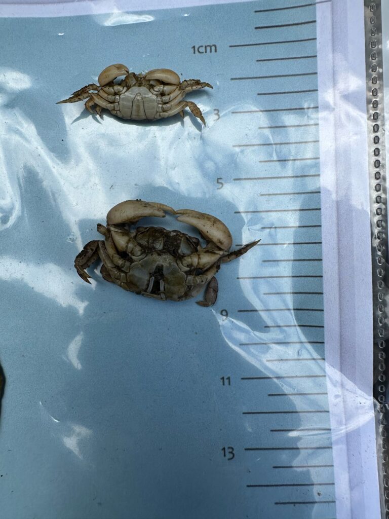 a couple of crabs on a piece of paper (MyCoast AI)