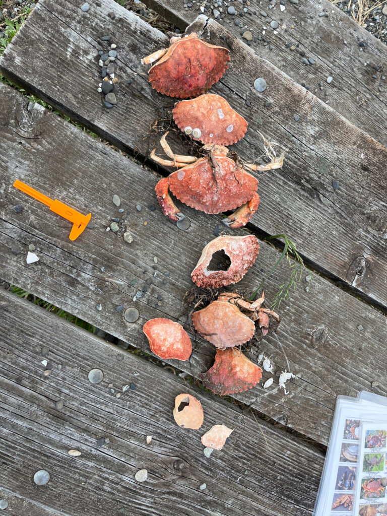 a group of mushrooms on a wood surface (MyCoast AI)
