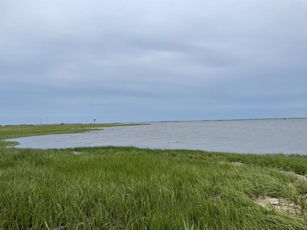 a body of water with grass on the side (MyCoast AI)