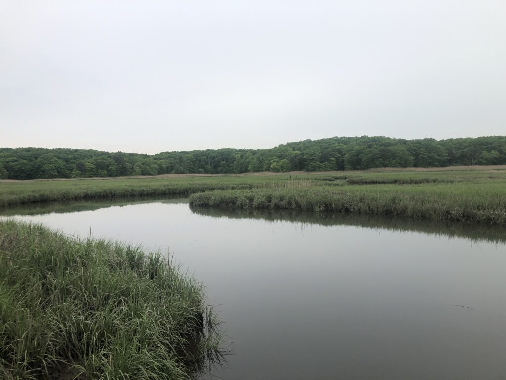 a body of water with grass and trees in the background (MyCoast AI)