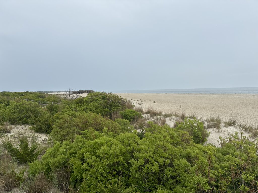a landscape with trees and bushes (MyCoast AI)