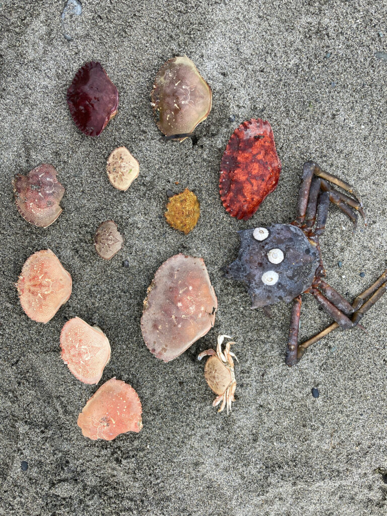 a group of rocks on the ground (MyCoast AI)