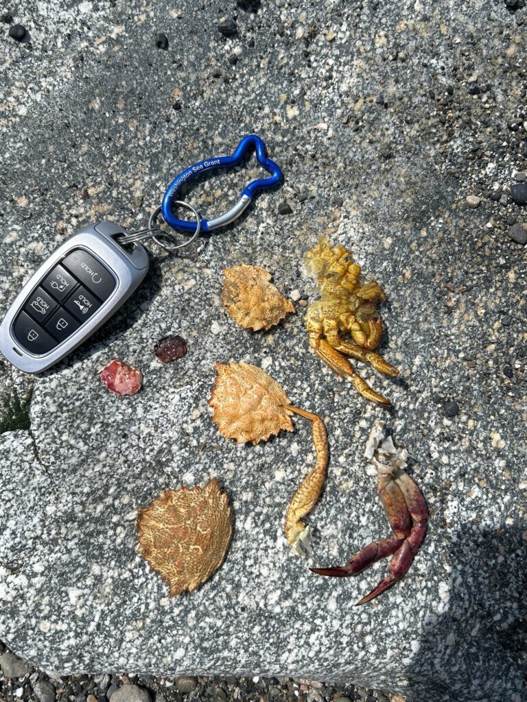 a group of crab shells on the ground next to a cell phone (MyCoast AI)