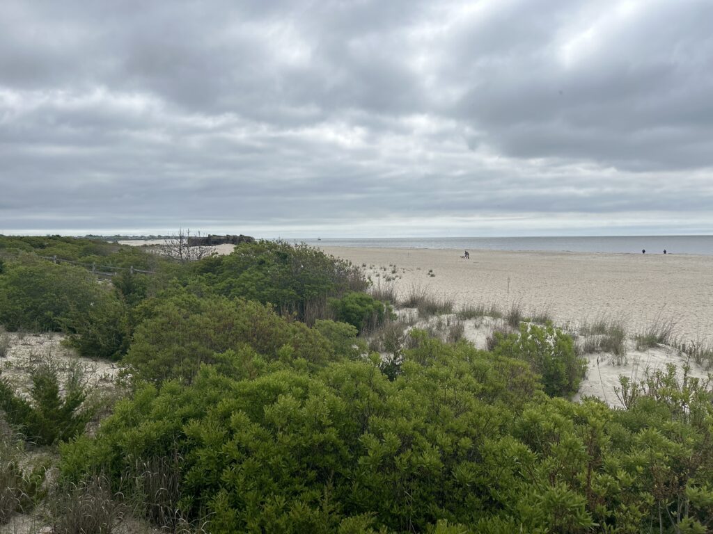 a beach with trees and bushes (MyCoast AI)