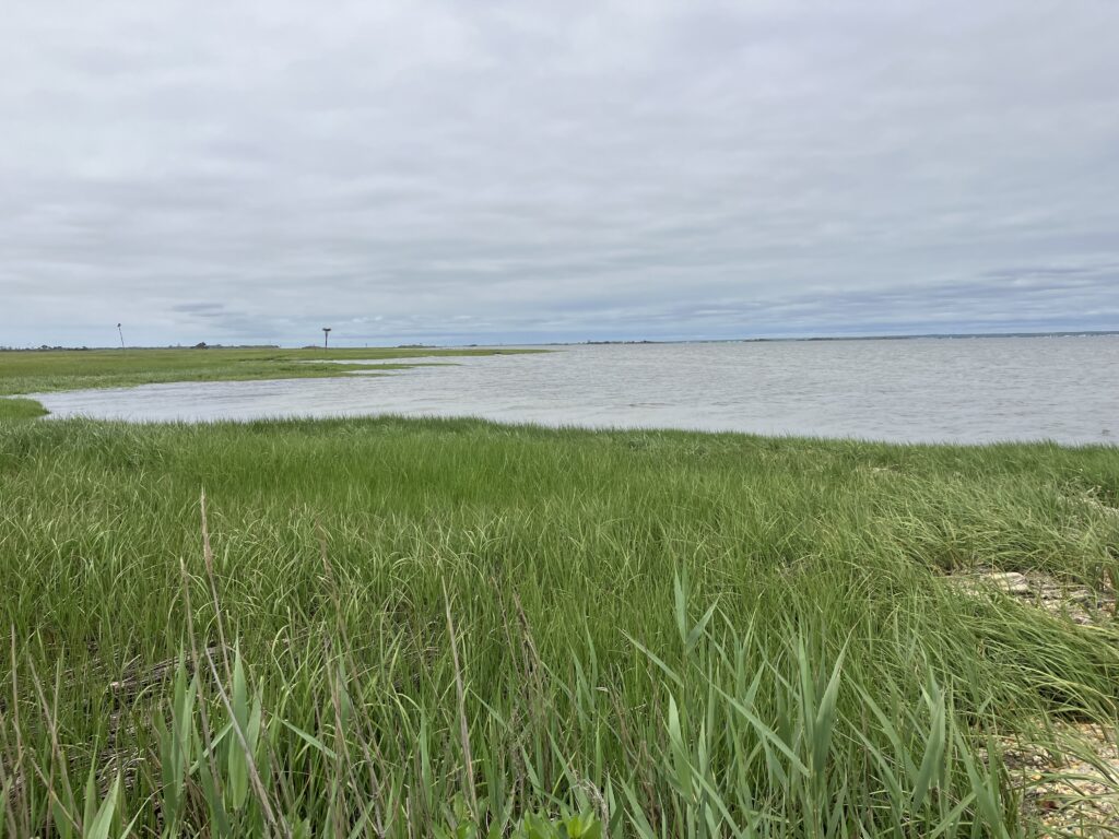 a grassy area next to a body of water (MyCoast AI)